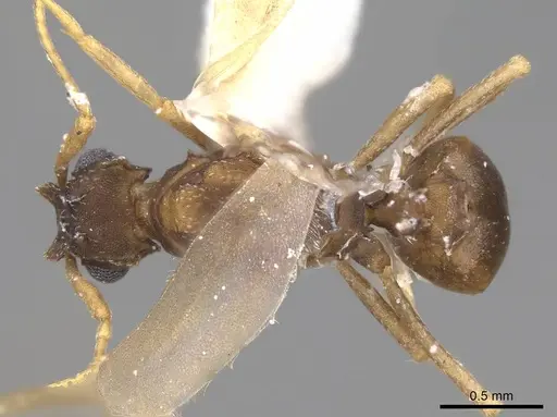 Cyphomyrmex wheeleri - CASENT0923104