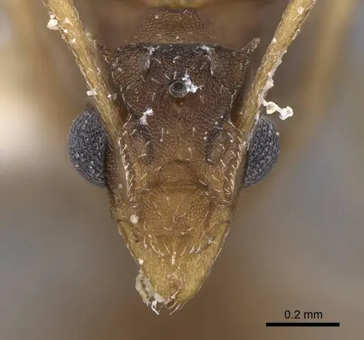 Cyphomyrmex wheeleri - CASENT0923104