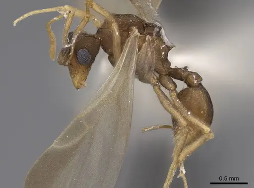 Cyphomyrmex wheeleri - CASENT0923104