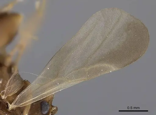 Cyphomyrmex wheeleri - CASENT0923104