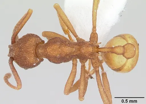 Dacatria templaris specimen