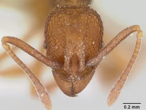 Dacatria templaris specimen