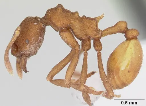 Dacatria templaris specimen