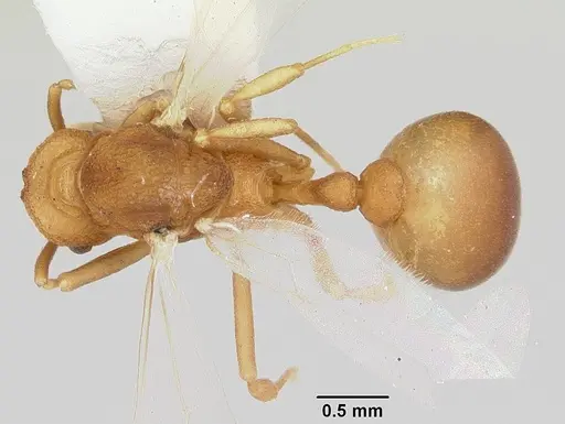 Dacatria templaris - CASENT0103120