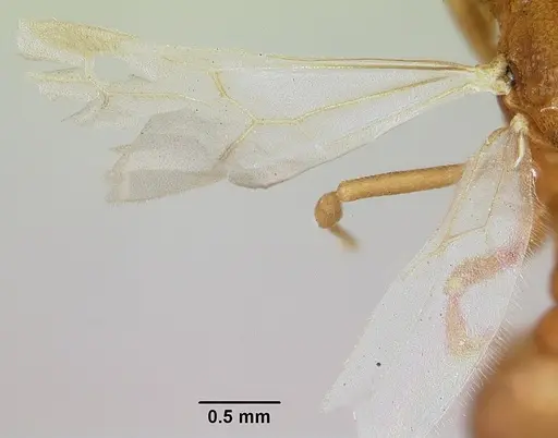 Dacatria templaris - CASENT0103120