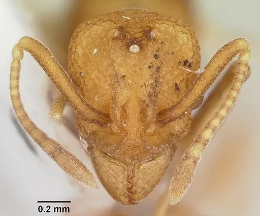 Dacatria templaris - CASENT0103120