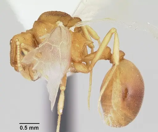 Dacatria templaris - CASENT0103120