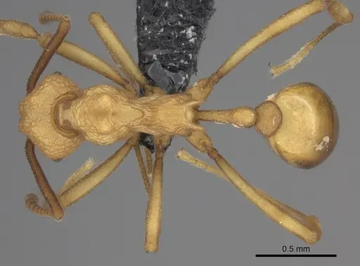 Dacatria templaris - CASENT0235148