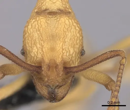 Dacatria templaris - CASENT0235148