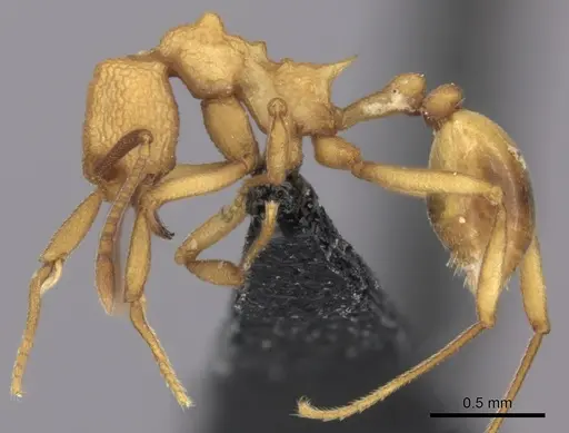 Dacatria templaris - CASENT0235148