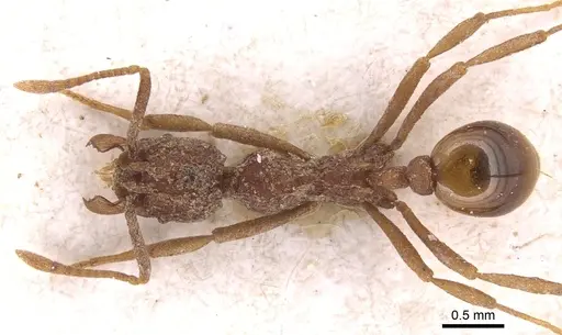 Dacatria templaris - CASENT0904562