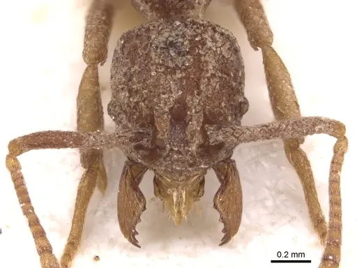 Dacatria templaris - CASENT0904562