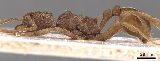 Dacatria templaris - CASENT0904562