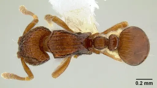 Dacetinops cibdelus specimen