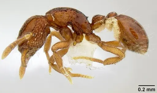 Dacetinops cibdelus specimen