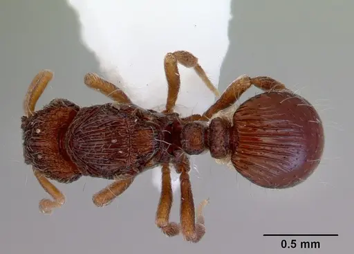 Dacetinops cibdelus - CASENT0172448