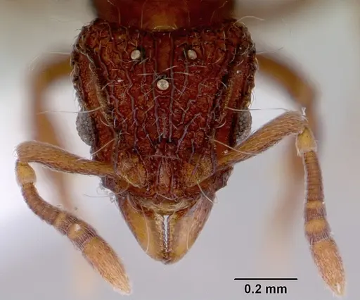 Dacetinops cibdelus - CASENT0172448