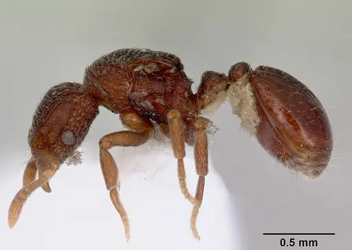 Dacetinops cibdelus - CASENT0172448