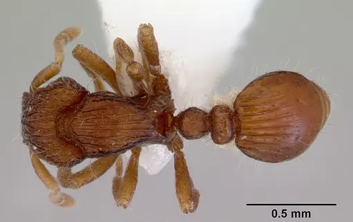 Dacetinops cibdelus - CASENT0172449