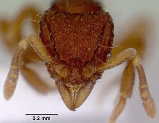 Dacetinops cibdelus - CASENT0172449