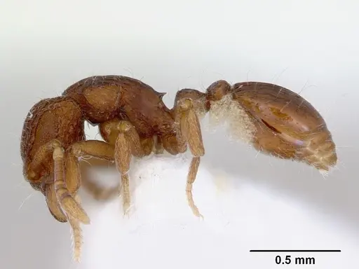 Dacetinops cibdelus - CASENT0172449