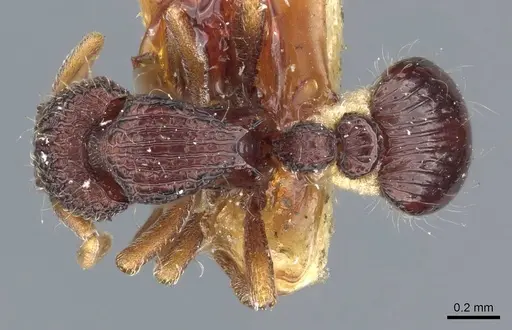 Dacetinops cibdelus - CASENT0905849