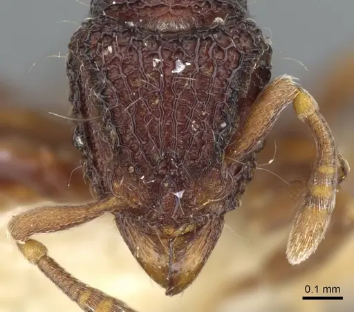 Dacetinops cibdelus - CASENT0905849