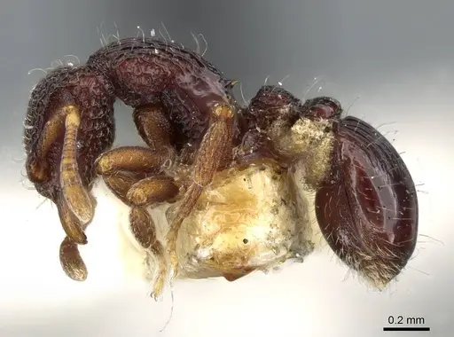 Dacetinops cibdelus - CASENT0905849