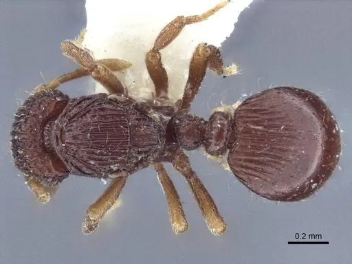 Dacetinops cibdelus - CASENT0916676