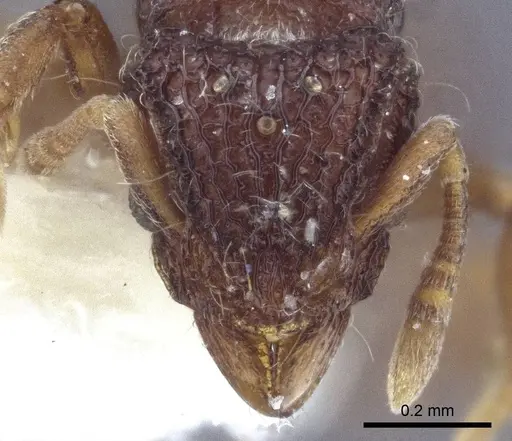 Dacetinops cibdelus - CASENT0916676