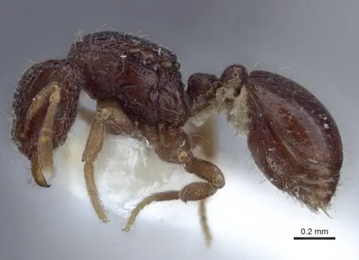 Dacetinops cibdelus - CASENT0916676