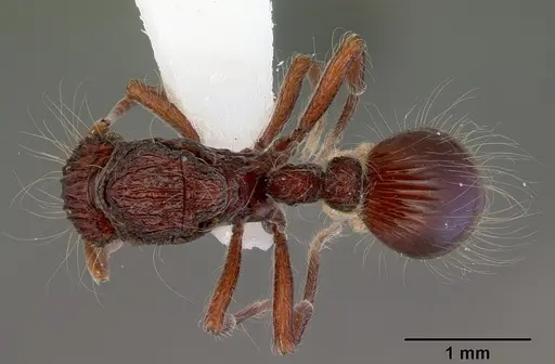 Dacetinops cirrosus specimen