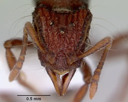 Dacetinops cirrosus specimen