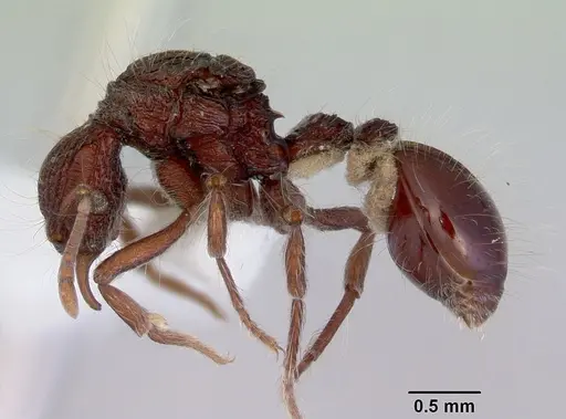 Dacetinops cirrosus specimen