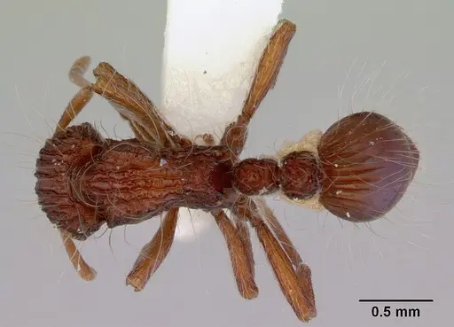 Dacetinops cirrosus - CASENT0172451