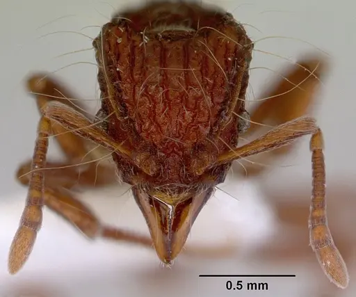 Dacetinops cirrosus - CASENT0172451