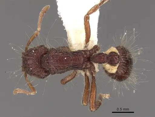 Dacetinops cirrosus - CASENT0900973