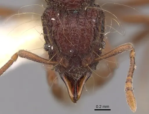 Dacetinops cirrosus - CASENT0900973