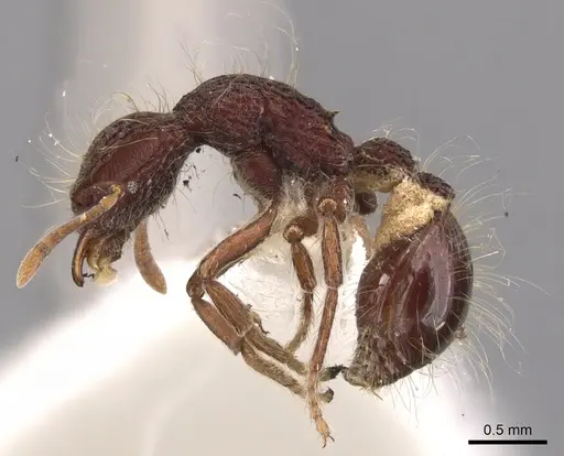 Dacetinops cirrosus - CASENT0900973