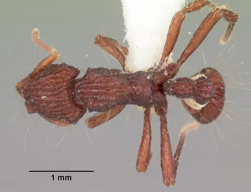 Dacetinops concinnus specimen