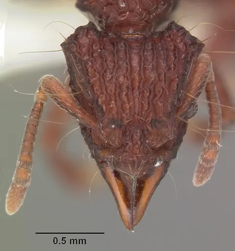 Dacetinops concinnus specimen