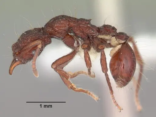 Dacetinops concinnus specimen