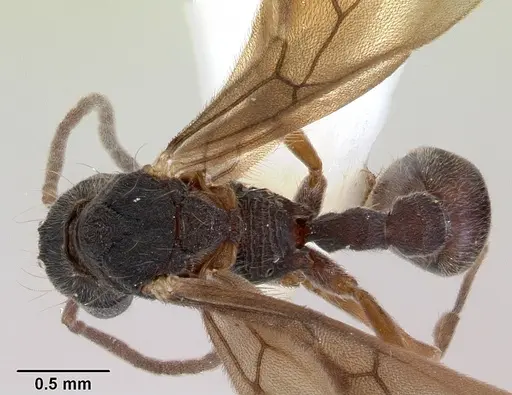 Dacetinops concinnus - CASENT0172452