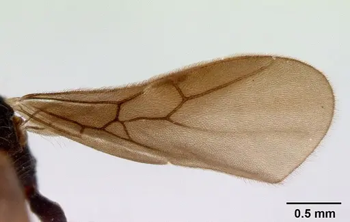 Dacetinops concinnus - CASENT0172452