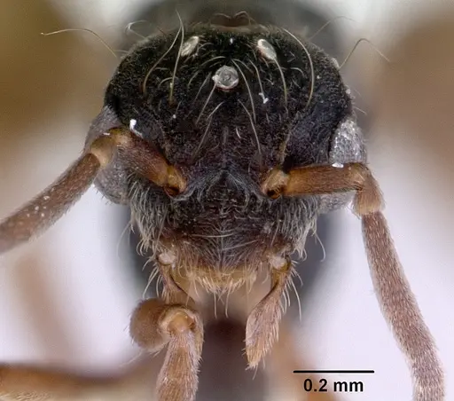 Dacetinops concinnus - CASENT0172452