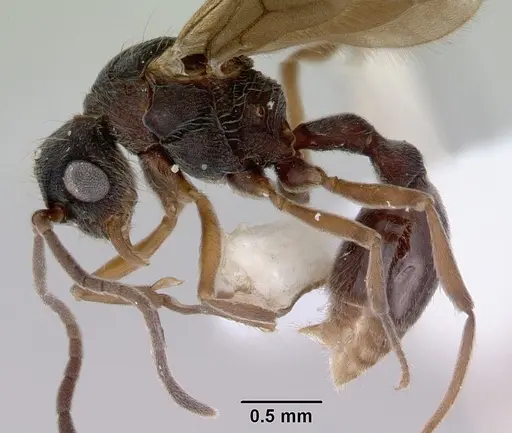 Dacetinops concinnus - CASENT0172452