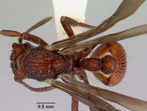 Dacetinops concinnus - CASENT0172453