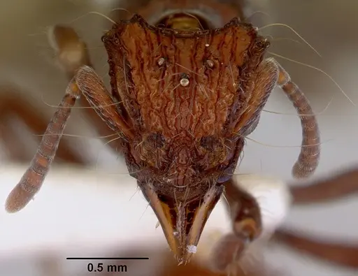 Dacetinops concinnus - CASENT0172453