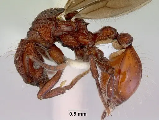 Dacetinops concinnus - CASENT0172453