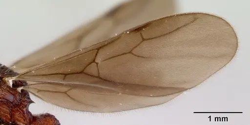 Dacetinops concinnus - CASENT0172453